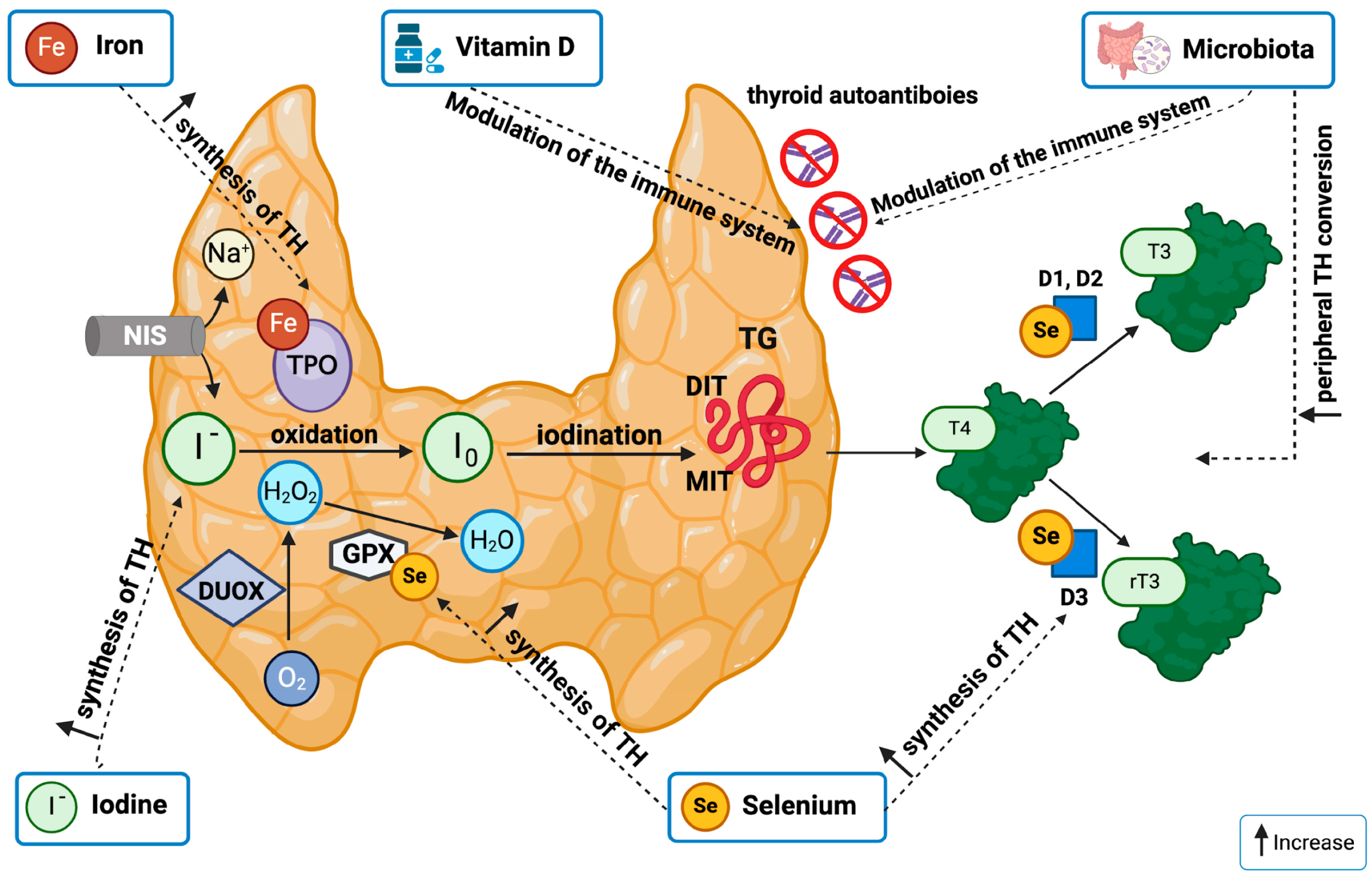 Understanding the Role of Diet in Thyroid Health